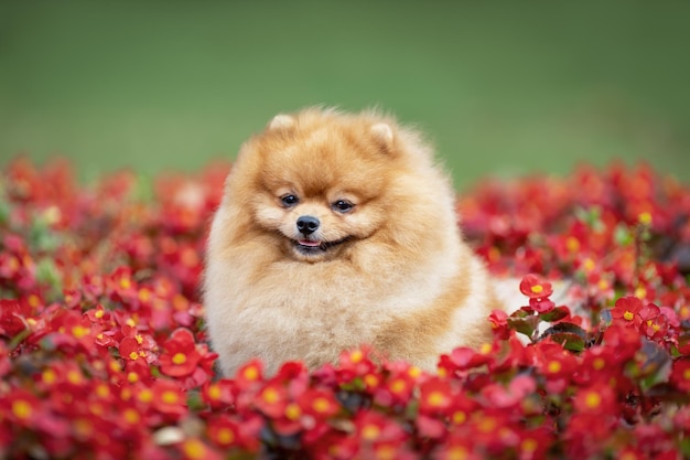 Süßer kleiner orangefarbener pommerscher Spitzhund, der in Sommerblumen sitzt und lächelt