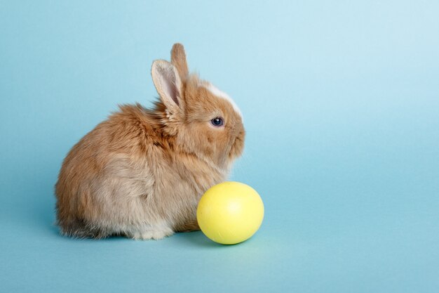 süßer kleiner Osterhase mit Ei auf blauem Raum