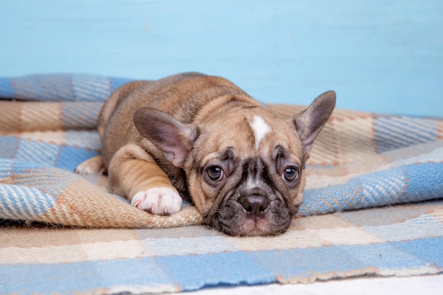 Süßer kleiner Welpe der französischen Bulldogge auf blauem Hintergrund Süßes Haustierkonzept