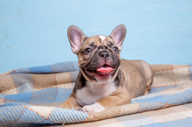 Süßer kleiner Welpe der französischen Bulldogge auf blauem Hintergrund Süßes Haustierkonzept