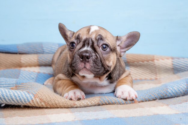 Süßer kleiner Welpe der französischen Bulldogge auf blauem Hintergrund Süßes Haustierkonzept