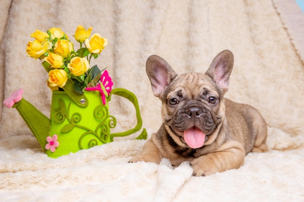 Süßer kleiner Welpe der französischen Bulldogge mit Frühlingsblumen auf beigem Hintergrund süßes Haustierkonzept