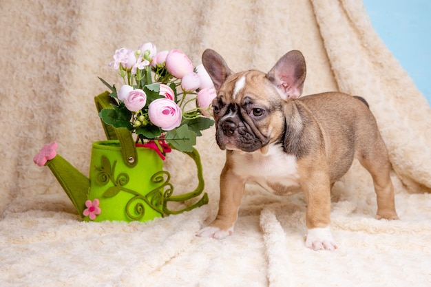 Süßer kleiner Welpe der französischen Bulldogge mit Frühlingsblumen auf beigem Hintergrund süßes Haustierkonzept