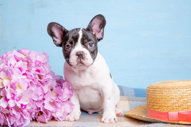 Süßer kleiner Welpe der französischen Bulldogge mit Frühlingsblumen auf blauem Hintergrund Süßes Haustierkonzept