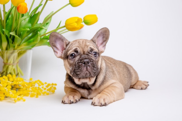 Süßer kleiner Welpe der französischen Bulldogge mit Frühlingsblumen auf weißem Hintergrund Süßes Haustierkonzept