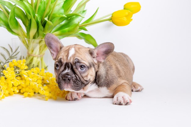 Süßer kleiner Welpe der französischen Bulldogge mit Frühlingsblumen auf weißem Hintergrund Süßes Haustierkonzept
