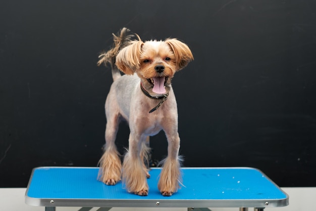Süßer kleiner Yorkshire-Terrier-Hund in einem Gestell auf dem Tisch nach einem Haarschnitt