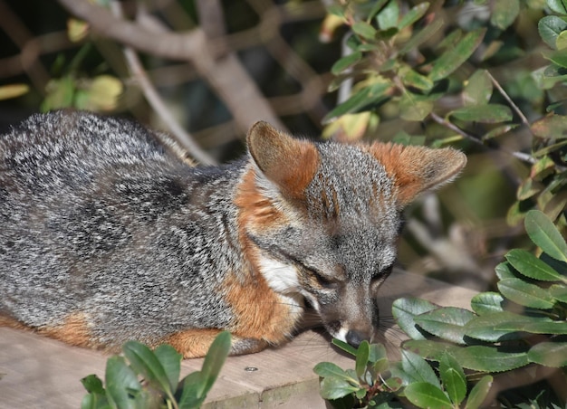 Süßer konfrontierter müder Kanalinselfuchs auf einer Plattform.