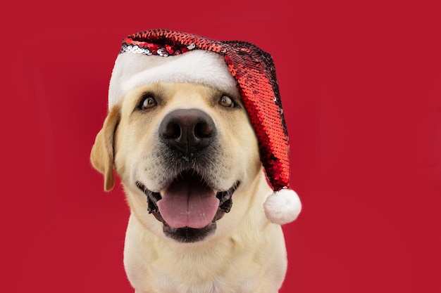 Süßer Labrador-Retriever-Hund, der Weihnachten mit einem Weihnachtsmann-Hut feiert, isoliert auf rotem Hintergrund