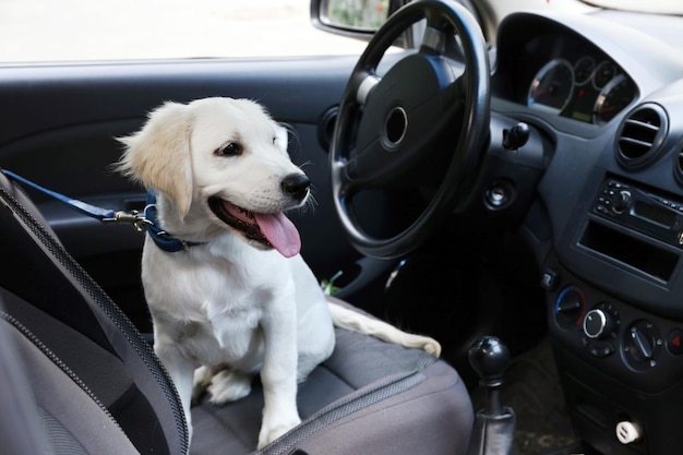 Süßer Labrador-Retriever-Hund im Auto