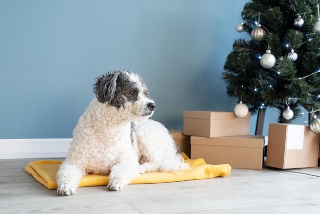 Süßer Mischlingshund, der zu Hause neben dem Weihnachtsbaum liegt