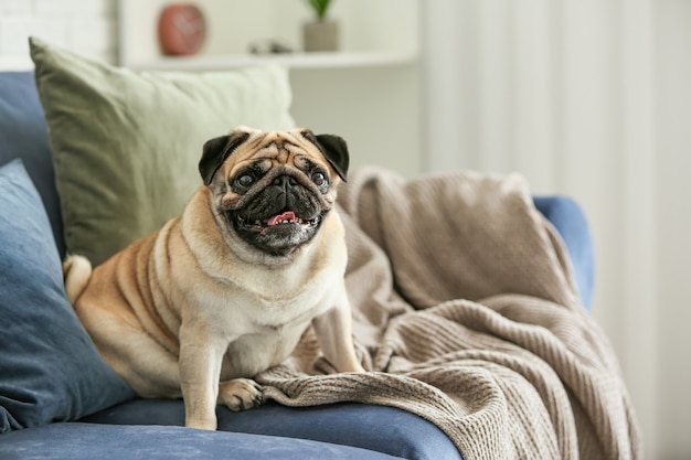 Süßer Mops auf dem Sofa zu Hause