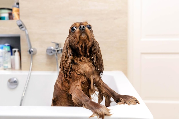 Süßer nasser Hund in der Badewanne nach dem Duschen