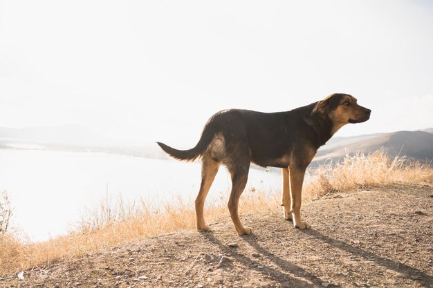 Süßer, obdachloser Hund steht im Sommer bei Seegang oder See bei Sonnenuntergang