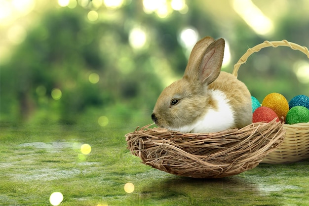 Süßer Osterhase auf dem Nest und bunte Ostereier auf dem Korb auf dem Feld Frohe Ostern