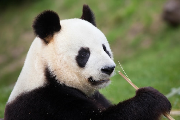 Foto süßer panda