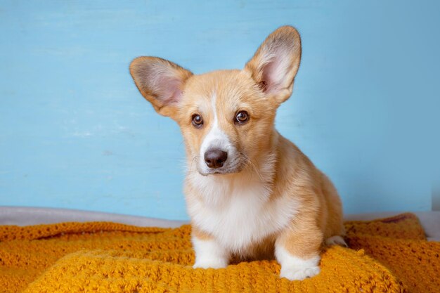 Süßer Pembroke-Waliser-Corgi-Welpe, der auf einem blauen Hintergrund sitzt