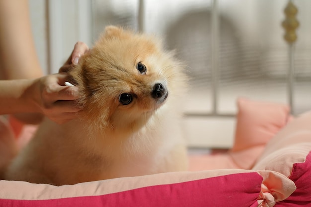 Süßer pommerscher Hund mit Ohrpflücken zur Reinigung vom Besitzer Reinigung der Ohren des Hundes