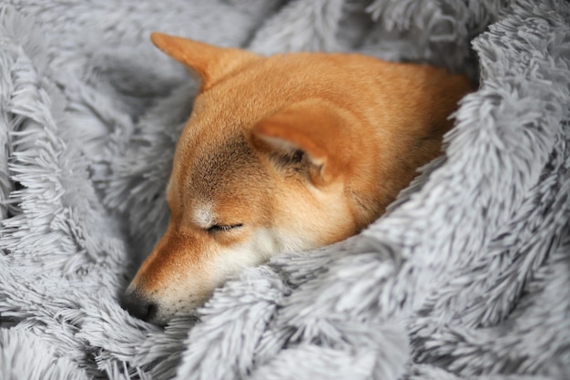 Süßer roter Hund Shiba Inu schläft zu Hause in eine graue flauschige Decke gehüllt