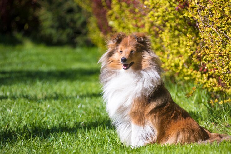Süßer roter Sheltie