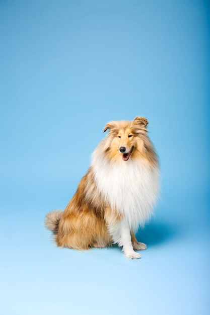 Süßer Rough Collie Hund auf blauem Hintergrund