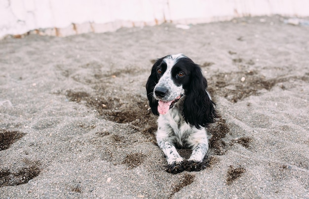 Süßer russischer Cockerspaniel, der auf dem Sand am Strand am Meer spielt