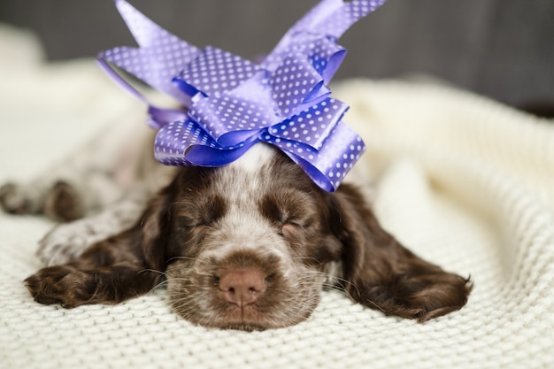 Süßer russischer Spaniel Chocolate Merle Blue Eyes Hündchen liegt und schläft auf einer weißen karierten Couch mit Schleife auf dem Kopf. Geschenk. Alles Gute zum Geburtstag. Urlaub.