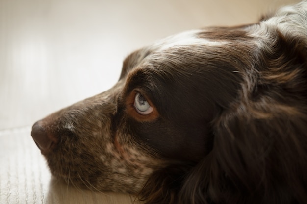 Süßer russischer Spaniel-Schokoladen-Merle-Hund mit blauen Augen, der auf dem Boden liegt. Traurige hingebungsvolle Augen.