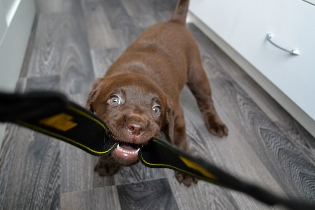 Foto süßer schokoladen-labrador-retriever-welpe, der zu hause spielt, in den gürtel beißt und im raum herumläuft, einen welpen großzieht und ihm befehle beibringt, reinrassige hundehütte