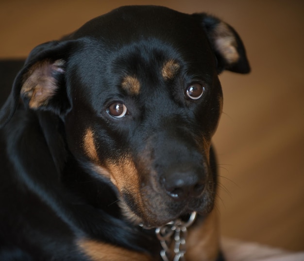 Süßer schwarzer Rottweiler-Hund in der Wohnung