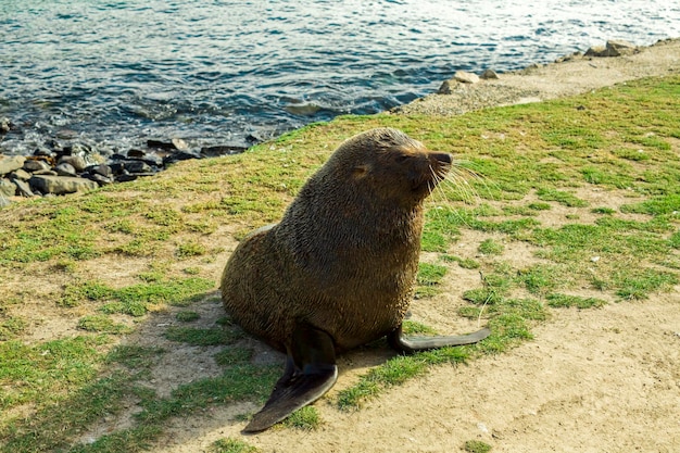 Süßer Seebär in Neuseeland