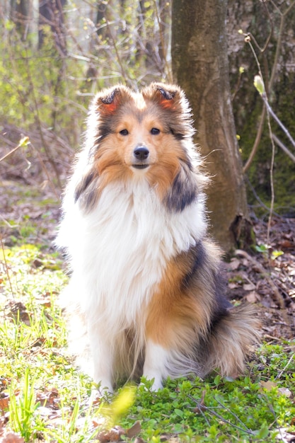 Süßer Sheltie im Wald