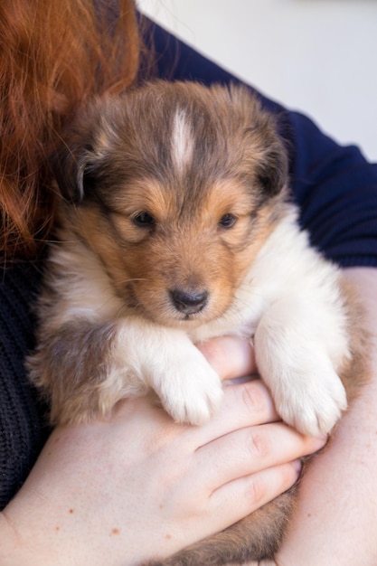 Süßer Sheltie-Welpe