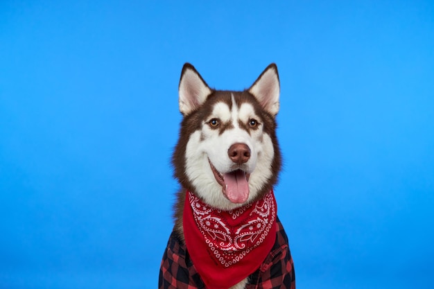 Süßer sibirischer Husky-Hund auf blauem Hintergrund Der Hund lächelt süß und schaut auf die Kamera