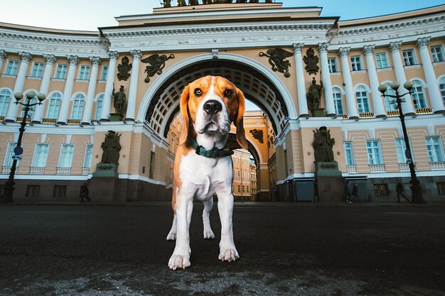 Foto süßer spot-hund, der gehorsam auf dem stadtplatz steht und am hellen tag wegschaut