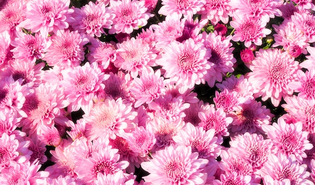 Süßer Tapetenhintergrund und romantisch mit weicher rosa Chrysanthemenblume.