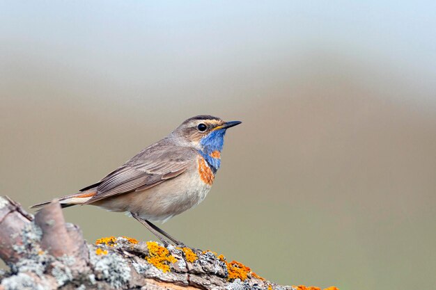 Süßer Vogel, Blaukehlchen-Männchen auf Ast sitzend mit verschwommenem Hintergrund, Luscinia svecica...