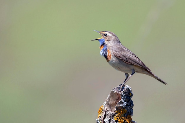 Süßer Vogel, Blaukehlchen-Männchen auf Ast sitzend mit verschwommenem Hintergrund, Luscinia svecica...