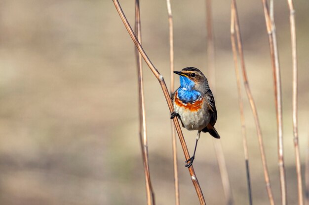 Süßer Vogel, Bluethroat-Männchen, das auf einem Ast mit verschwommenem Hintergrund sitzt, Luscinia svecica..