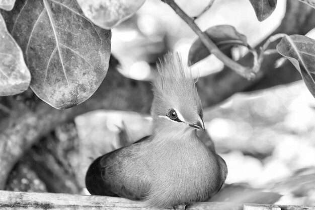 Süßer Vogel mit grünem Büschel und Federn des roten Schnabels