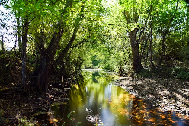 Süßer Wald