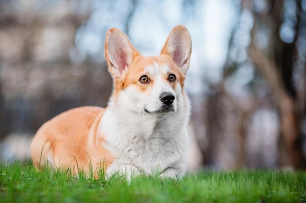 Süßer walisischer Corgi-Hund im Freien. Hundeporträt Haustier auf einem Spaziergang. Schöne lustige Corgi-Hundezucht