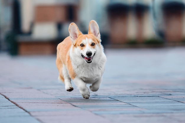 Süßer walisischer Corgi-Hund im Freien. Hundeporträt Haustier auf einem Spaziergang. Schöne lustige Corgi-Hundezucht