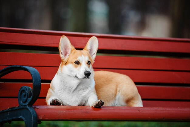 Foto süßer walisischer corgi-hund im freien. hundeporträt haustier auf einem spaziergang. schöne lustige corgi-hundezucht