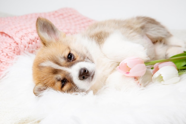 Süßer walisischer Corgi Pembroke, der auf einer Pelzdecke auf dem Rücken liegt und mit Frühlingsblumen schläft