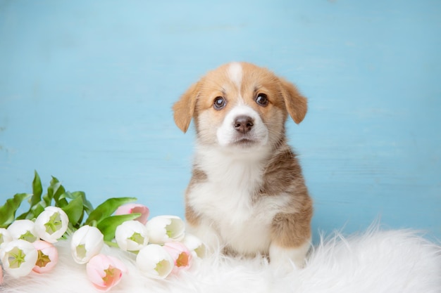 Süßer walisischer Corgi-Welpe Pembroke mit Frühlingsblumen auf blauem Hintergrund