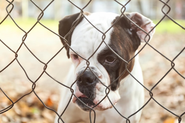 Süßer weißer Boxer-Hund im Freien, Blick durch Maschendrahtzaun Pet Adoption