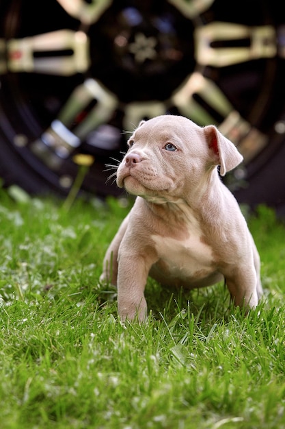 Süßer Welpe, der auf dem Gras auf dem Hintergrund des Autos spielt Konzept der ersten Schritte des Lebens Tiere eine neue Generation Puppy American Bull