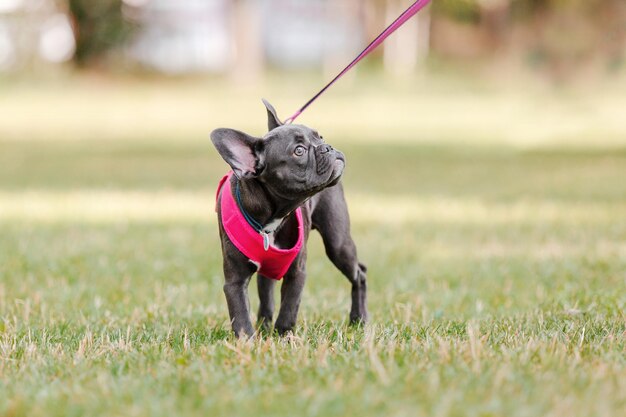 Süßer Welpe der französischen Bulldogge im rosa Kragen im Park Hübscher Hund