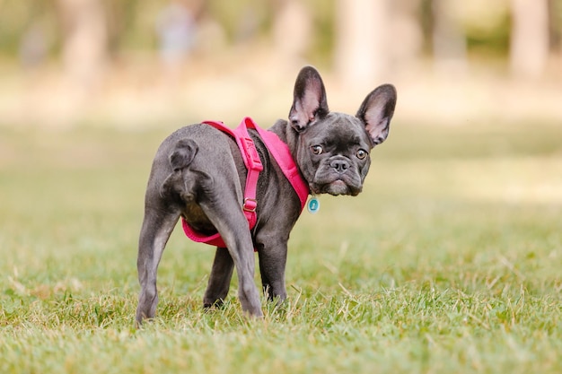 Süßer Welpe der französischen Bulldogge im rosa Kragen im Park Hübscher Hund